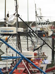 SX00448 Seagulls on fishing boat's radars [Herring Gull - Larus Argentatus].jpg